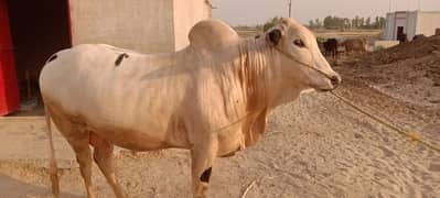Qurbani