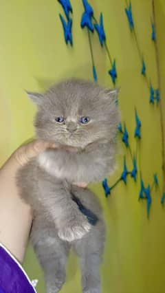 Persian cats