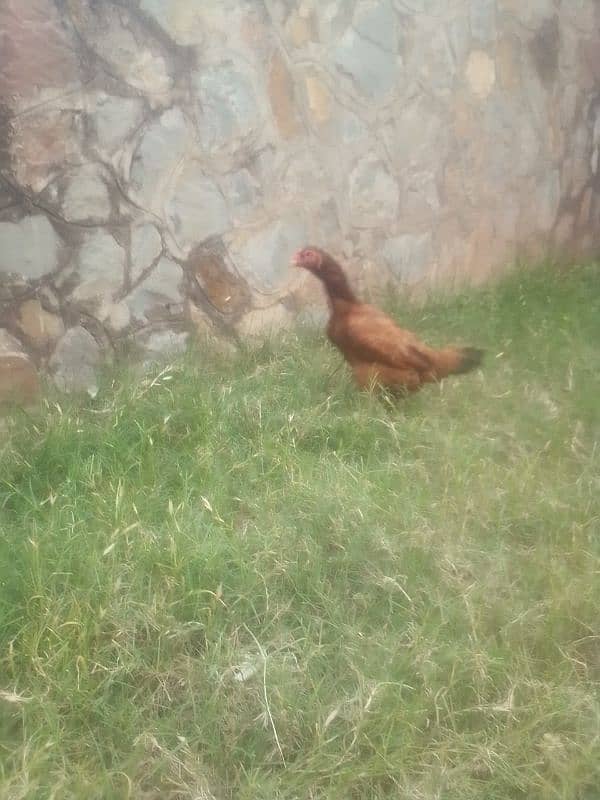 aseel hens eggs lying. . . 0