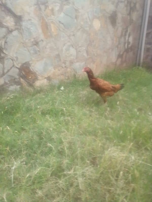 aseel hens eggs lying. . . 1