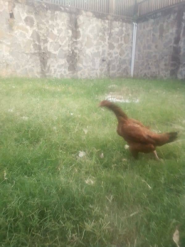 aseel hens eggs lying. . . 2