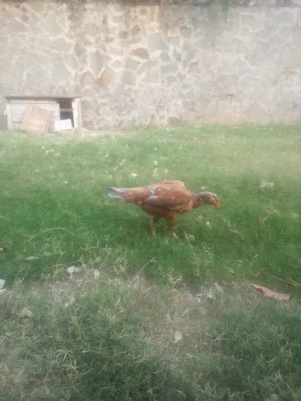 aseel hens eggs lying. . . 3