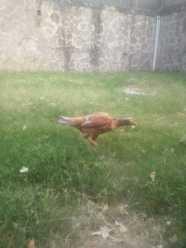aseel hens eggs lying. . . 4