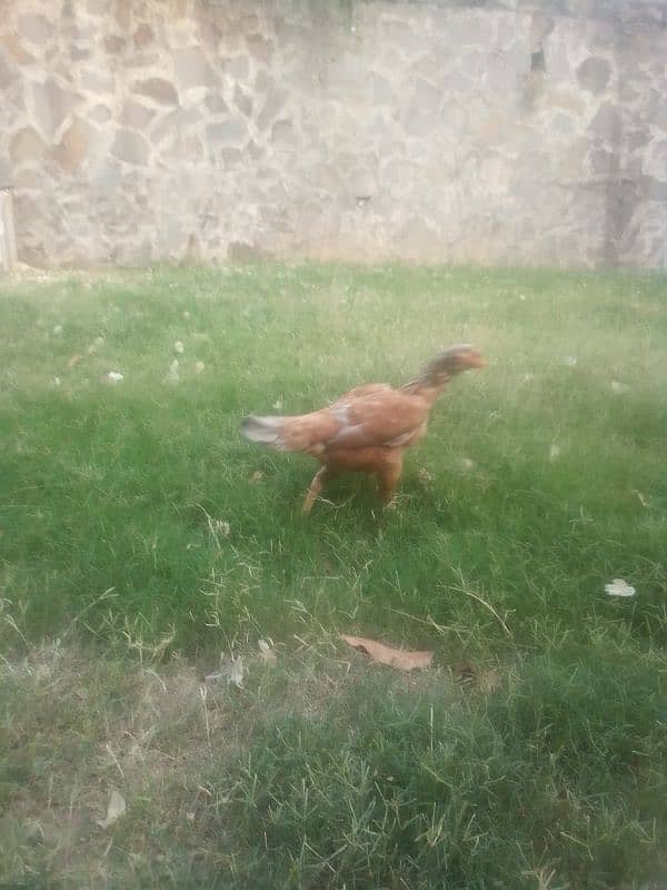 aseel hens eggs lying. . . 6