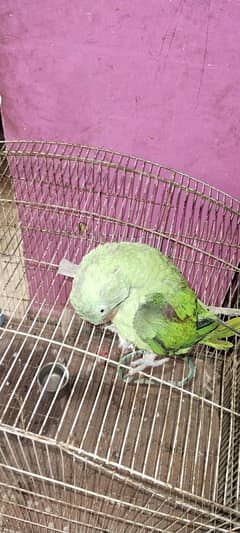 for