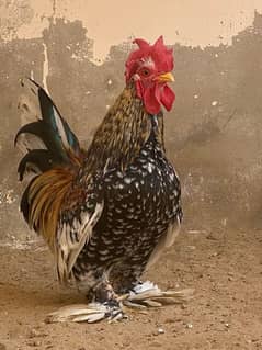 Bantam