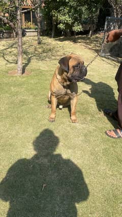 Bull mastiff