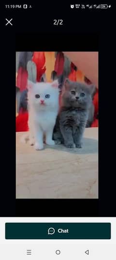 persian cat for sale male or female my WhatsApp 03301750780