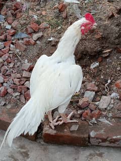 Heera pair urgent sale
