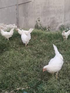 layers hens ( quantity : 5)