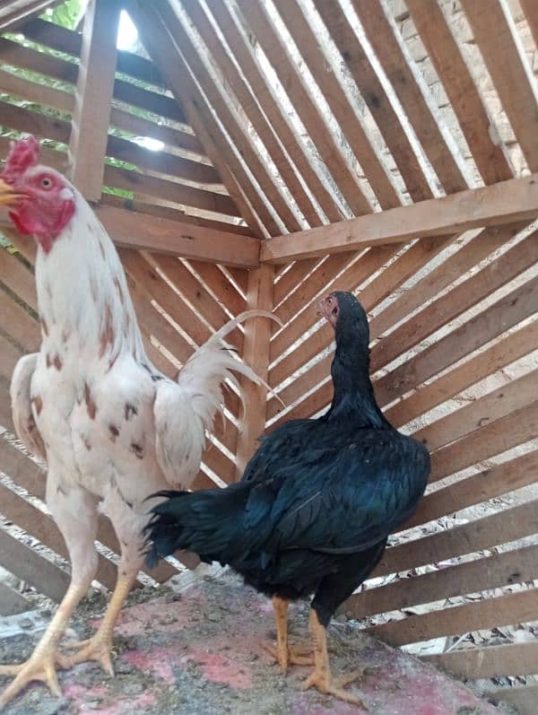 Aseel pair/ Murga and murgi/ murgi for sale/ murgi for sale 0