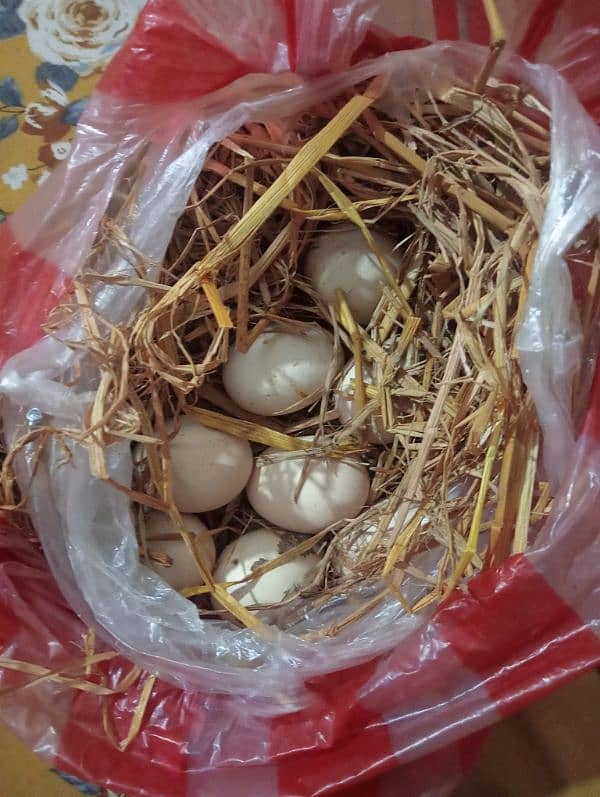 Aseel pair/ Murga and murgi/ murgi for sale/ murgi for sale 2