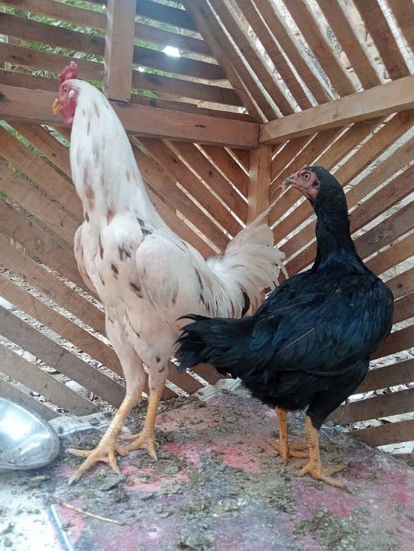Aseel pair/ Murga and murgi/ murgi for sale/ murgi for sale 3