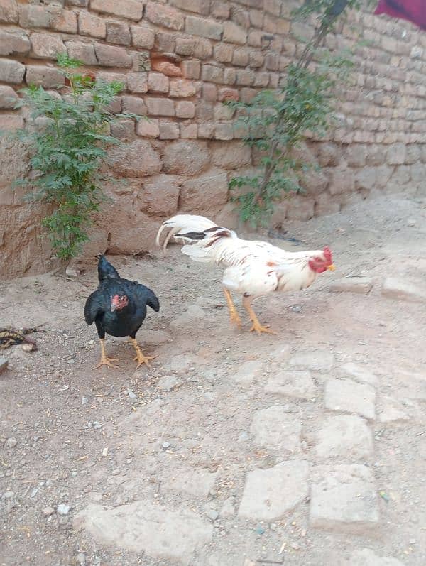 Aseel pair/ Murga and murgi/ murgi for sale/ murgi for sale 4