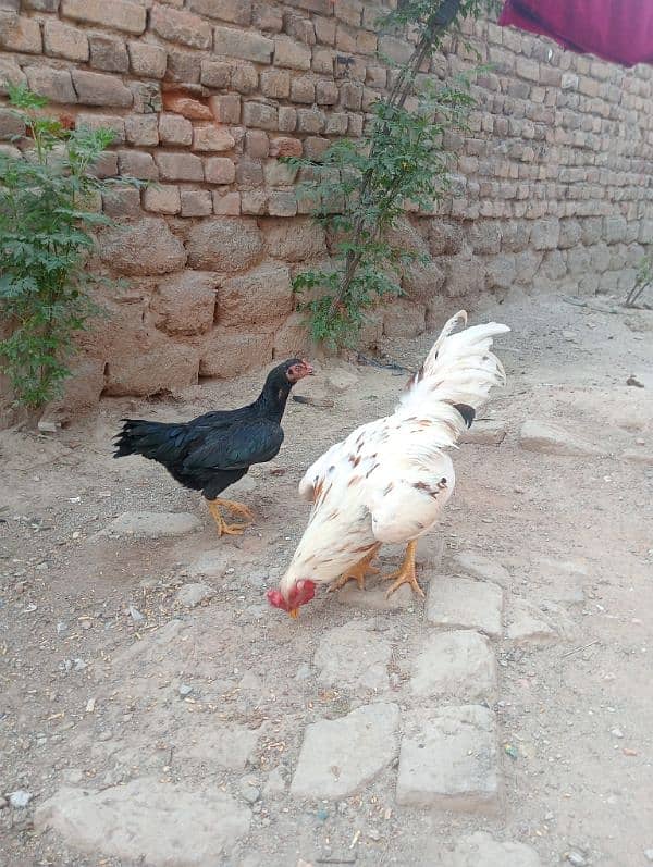 Aseel pair/ Murga and murgi/ murgi for sale/ murgi for sale 5