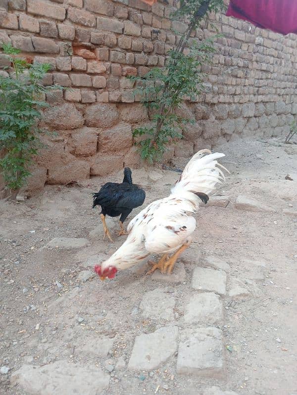 Aseel pair/ Murga and murgi/ murgi for sale/ murgi for sale 6