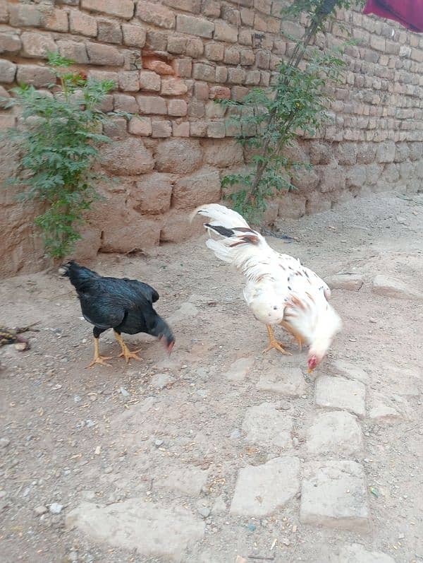 Aseel pair/ Murga and murgi/ murgi for sale/ murgi for sale 7
