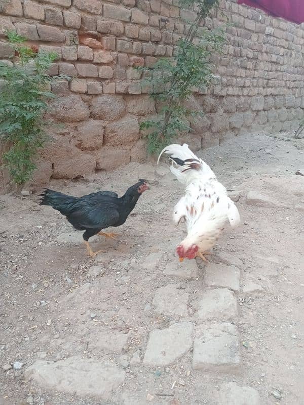Aseel pair/ Murga and murgi/ murgi for sale/ murgi for sale 8