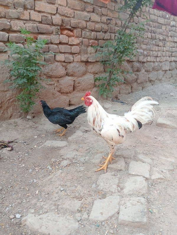 Aseel pair/ Murga and murgi/ murgi for sale/ murgi for sale 10