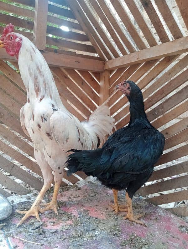 Aseel pair/ Murga and murgi/ murgi for sale/ murgi for sale 11
