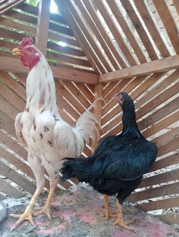 Aseel pair/ Murga and murgi/ murgi for sale/ murgi for sale 12