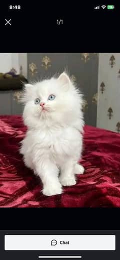 persian