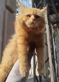 persion male cat for sale