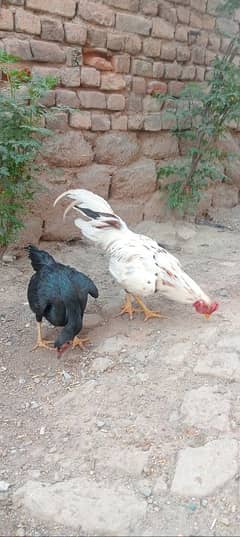 100%  health pair / murgi for sale/ Murga for sale/ /Aseel pair