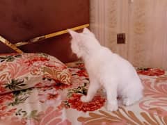 Cute cat for sale only 6000 R's