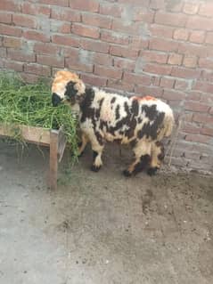kajla | chatra | sheep | bakra | goat | dumba | Layla |qurbani 2025