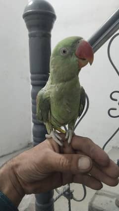 kashmri raw female