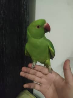 Handtamed Ringneck