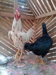 Aseel pair/ Murga and murgi/ EEG Leying pair