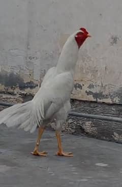 aseel heera male