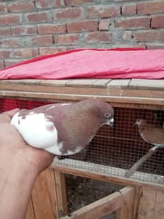 pigeon