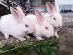 white baby rabbit with red eyes