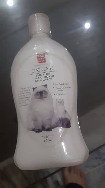 Grey Male Persian Kitten 3