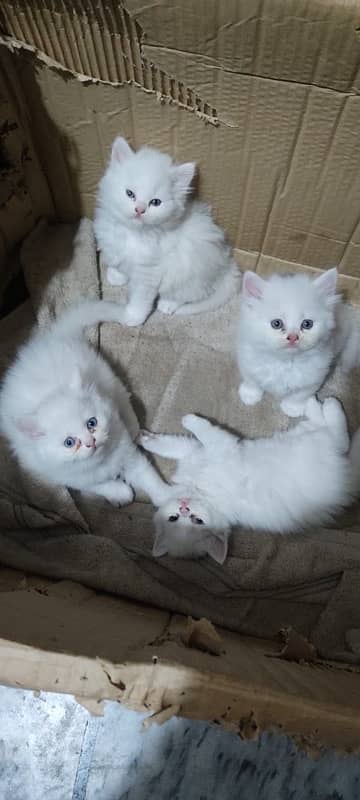 Baby Male and female cat Pure persain 0