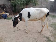 cross cow