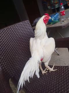 Heera