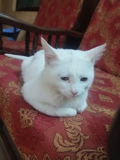 Persian