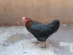 urgent for sale