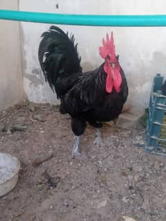 astrolop pure heritage A1 breed for sale