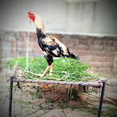 Good bird