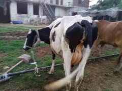 fresion/sahiwal cows