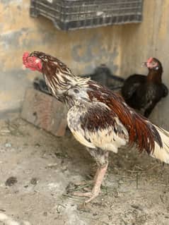Aseel jora for sale