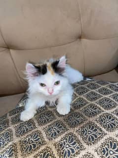 Persian
