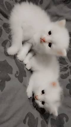 pure white kitten , persion cat