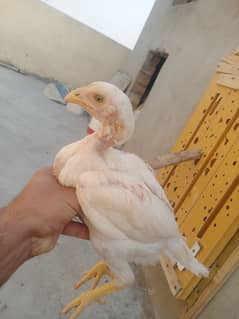 Heera Aseel and lakhi pathi for sale at very low price for sale