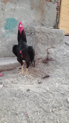 Aseel